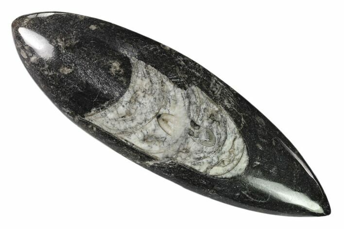 Polished Fossil Orthoceras (Cephalopod) - Morocco #138302